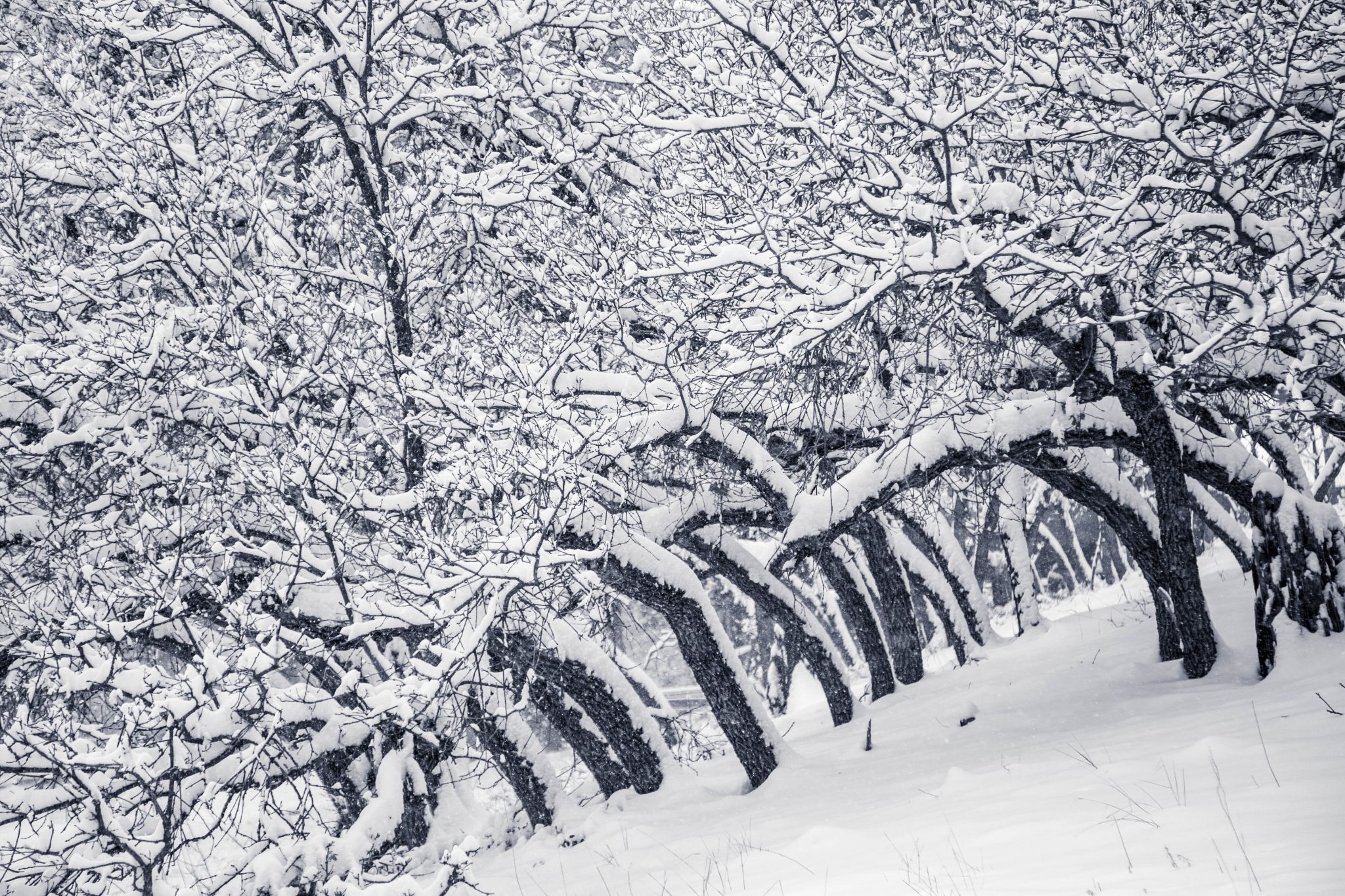 Snötäckta träd i en backe